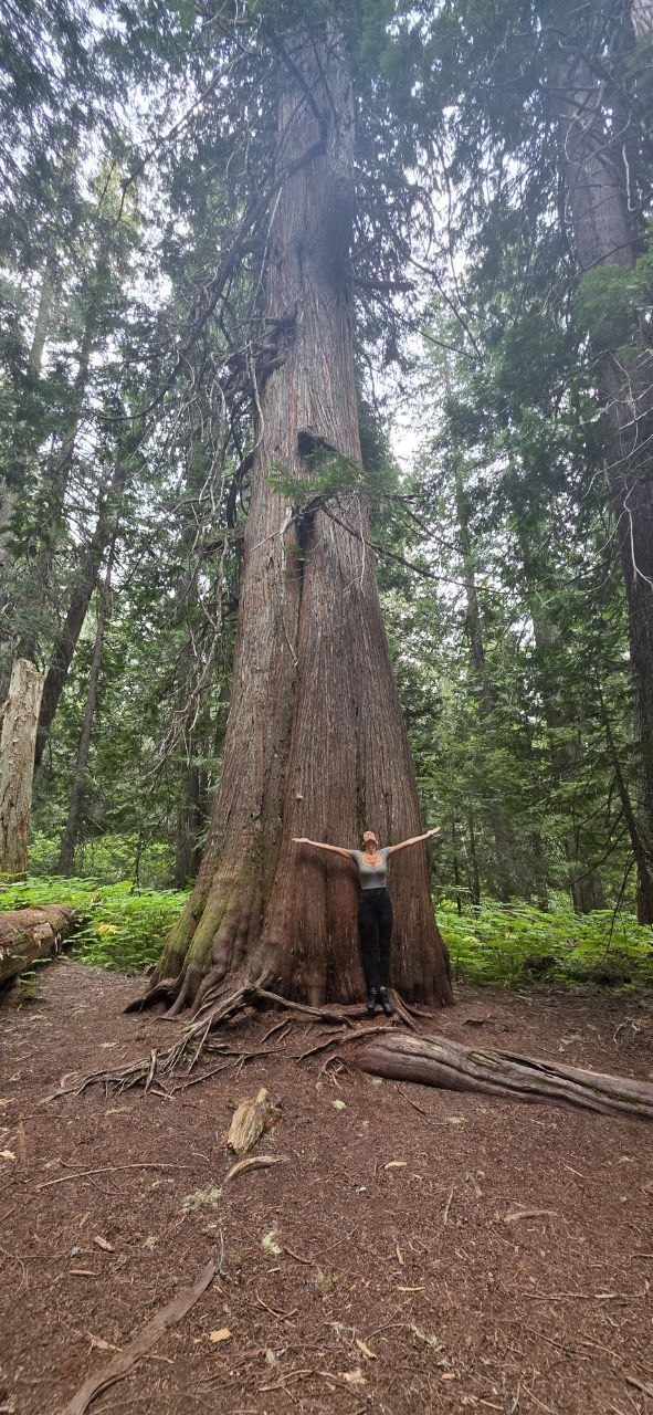 bc tree